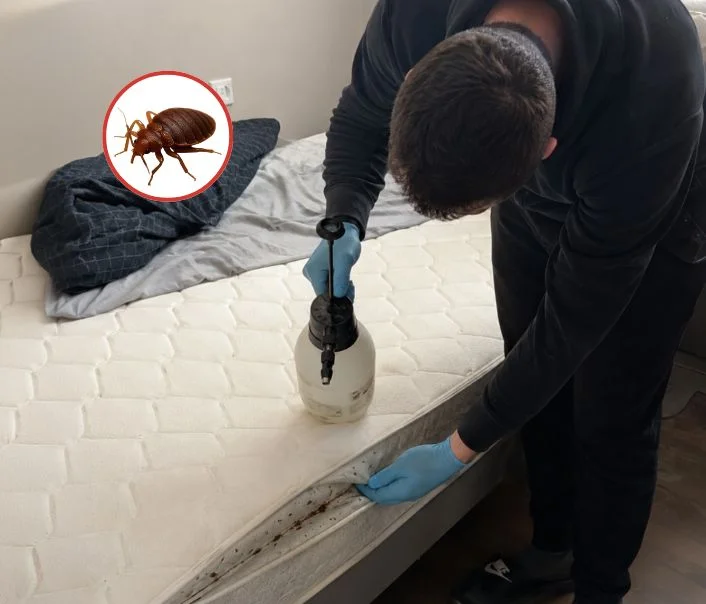 Technicien traitant un matelas contre les punaises de lit à Bois-d'Arcy